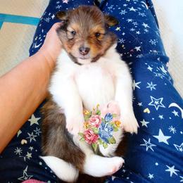 Shetland Sheepdog Puppies from Fancypants Shetland Sheepdogs
