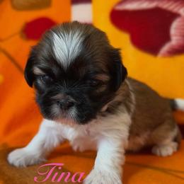 Tina - Gold and white female Shih Tzu puppy in Hemet, California from Aloha Shih Tzu