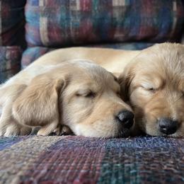 Labrador Retriever Puppies from Sun Ridge Labradors