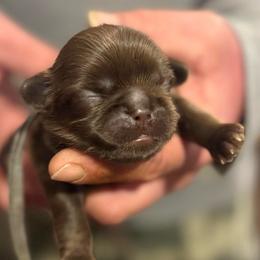 Grey boy - Liver male Shih Tzu puppy in Berkeley Springs, West Virginia from Sandridge Shih Tzus