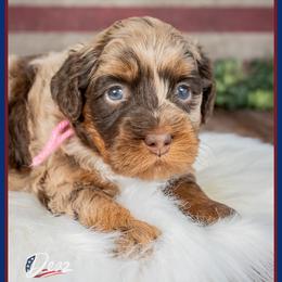 Grettle - Merle female Cockapoo puppy in Connersville, Indiana from Deaz Doodle Ranch
