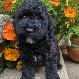 Lincoln - Parti male Poodle puppy in Canfield, Ohio from Poo's Doo's & Inu's
