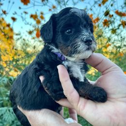 Luna - Tri-color female Bernedoodle puppy in Rock Hill, South Carolina from LolliPop Farms