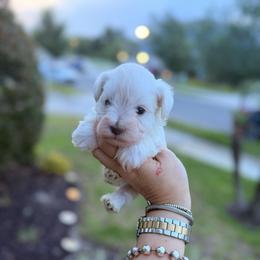 Winter - White male Miniature Schnauzer puppy in Orange City, Florida from Xaysha’s Miniature Schnauzers