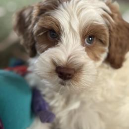 Alfalfa - Caramel cream male Australian Labradoodle puppy in Dawson, Georgia from Still Pond Australian Labradoodles
