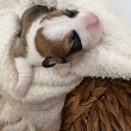 Scott - Red male Pembroke Welsh Corgi puppy in Snellville, Georgia from Laur's Classic Corgis