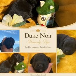 Duke Noir - Black male Goldendoodle puppy in Duluth, Minnesota from heavenly Pups kennel