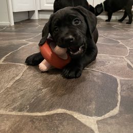 Labrador Retriever Puppies from Bayside Labradors