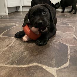 Labrador Retriever Puppies from Bayside Labradors