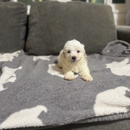 Preston - White male Cavapoo puppy in Chino, California from Coopers Lane Puppies