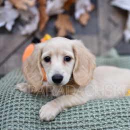 Chloe (Purple) - Cream Dachshund puppy in Visalia, California from Paradachs Kennels