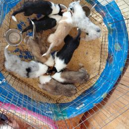Reserved Big Boy - Sable and white male Collie puppy in St Stephens, Wyoming from Desert Kennels