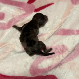 Storm - Dapple male Dachshund puppy in Denison, Texas from Digging Dachshunds