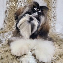 Savannah - Shih Tzu