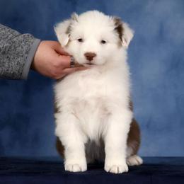 Martini - Red tri-color female Australian Shepherd puppy in Springville, New York from RisingStar Australian Shepherds