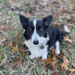 Margo - Cardigan Welsh Corgi