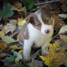 Border Collie, English Setter, and Miniature American Shepherd Puppies from First Harmony Farms