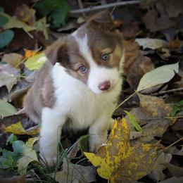 Border Collie, English Setter, and Miniature American Shepherd Puppies from First Harmony Farms