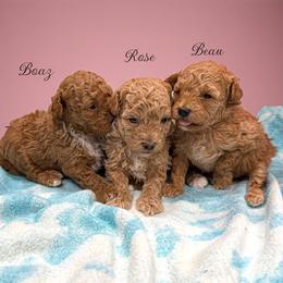 Poodle Puppies from KC Poodles of PA