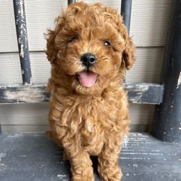 Cavapoo and Poodle Puppies from Klaus Poodles