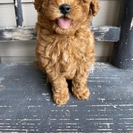 Cavapoo and Poodle Puppies from Klaus Poodles