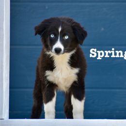 Spring - Black & white female Miniature Australian Shepherd puppy in California from Eagle River Aussies