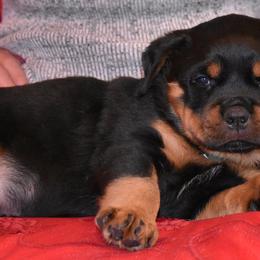 Rottweilers from Rodeo Rotts Of America