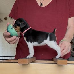 Pink - Black tan and white female Rat Terrier puppy in Varnville, South Carolina from DF's Unlimited Ruff