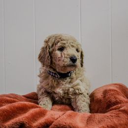 Goldendoodle Puppies from Southern Grace Acres