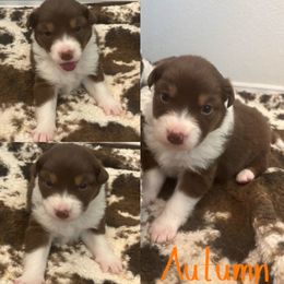 Australian Shepherd Puppies from Southern Copper Sun Aussies