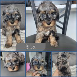 Blue - Merle male Cockapoo puppy in Zanesville, Ohio from Southtown Doodles LLC