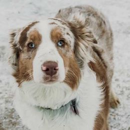 Maisy - Australian Shepherd