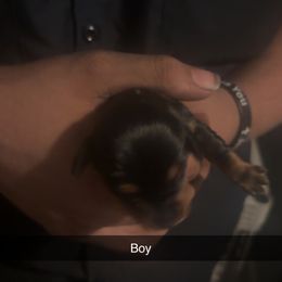 Boy 1 - Piebald male Dachshund puppy in Belton, South Carolina from Wideners Dachshunds