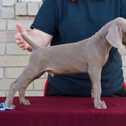 Weimaraner Puppies from Brooksburg Weimaraners
