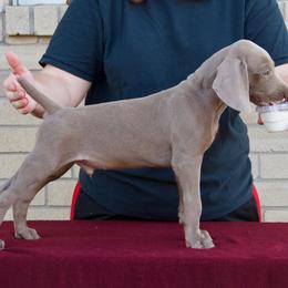 Weimaraner Puppies from Brooksburg Weimaraners