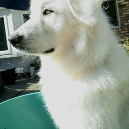 Great Pyrenees All Grown Up from The Yosemite Pyrenees Ranch