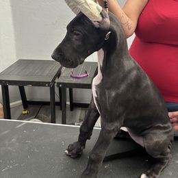 Great Dane Puppies from Dane Dreamin’