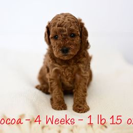 Peppermint Cocoa - Red  female Goldendoodle puppy in Ivins, Utah from Hygge & Hound by McKenzie