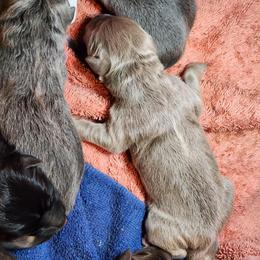 Female 1 - Isabella female German Shepherd puppy in Los Lunas, New Mexico from Mali's German Shepherds