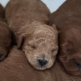 Cavapoos and Goldendoodles from 406springhilldoodles