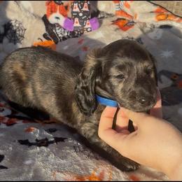Shaded cream brindle - Brindle male Dachshund puppy in Lubbock, Texas from It’s a Hot Mess