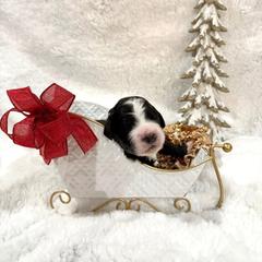 Mouse King - male Golden Mountain Doodle puppy in Victoria, Texas from Deidre's Doodles