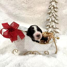 Mouse King - male Golden Mountain Doodle puppy in Victoria, Texas from Deidre's Doodles