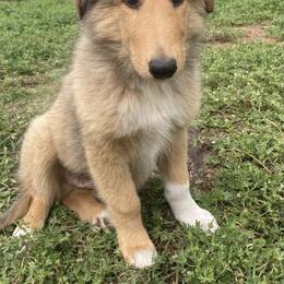 Fonzi - Sable and white male Collie puppy in Yulee, Florida from Three Collie Farm