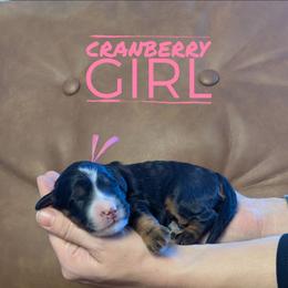 Cranberry - Tri-color female Bernedoodle puppy in Cambridge, Minnesota from Country Meadow Doodles