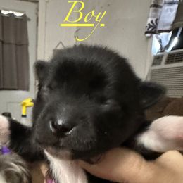 Chihuahua and Poodle Puppies from Garrett’s Chihuahuas and Poodles