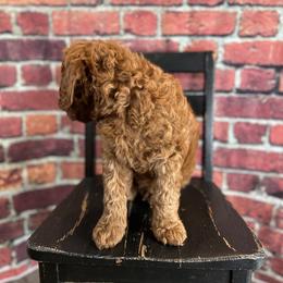 Bernedoodle Puppies from Halo BerneDo
