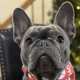 Boxers, French Bulldogs, and Goldendoodles from Rock Run Farm