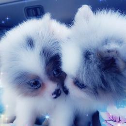 French Bulldog and Pomeranian Puppies from Purrs N Poms