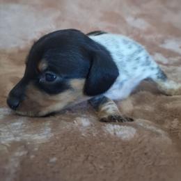 Spade - Piebald male Dachshund puppy in Surprise, Arizona from Codie's Dachshunds